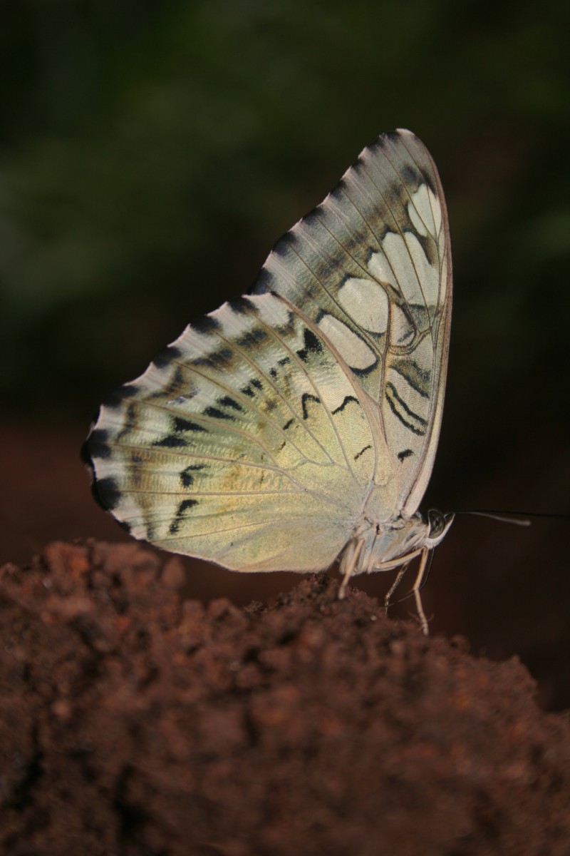 Parthenos sylvia Moore, 1877